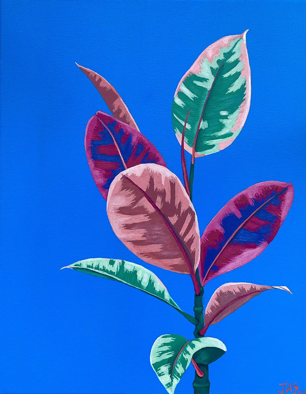 Ficus Elastica Original